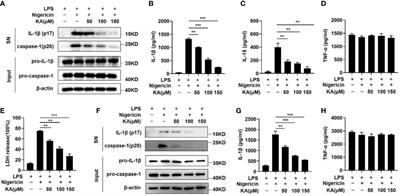 Kynurenic acid ameliorates NLRP3 inflammasome activation by blocking calcium mobilization via GPR35
